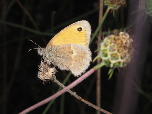 Small Heath