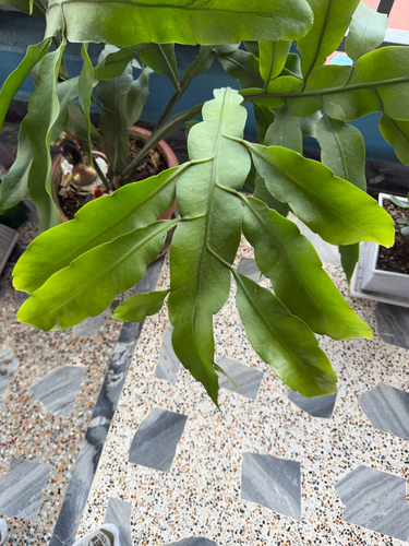 Epiphyllum oxypetalum