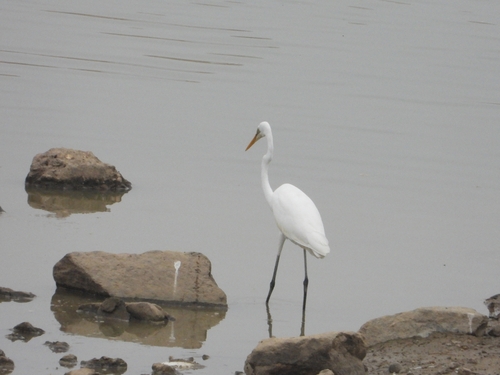 Great Egret