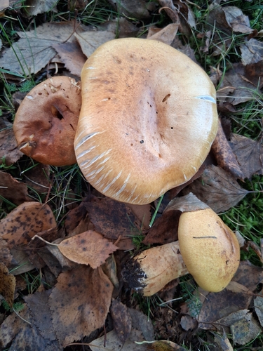 birch webcap