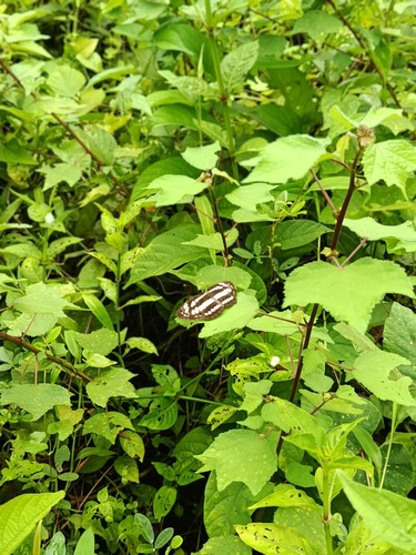 Common Sailer