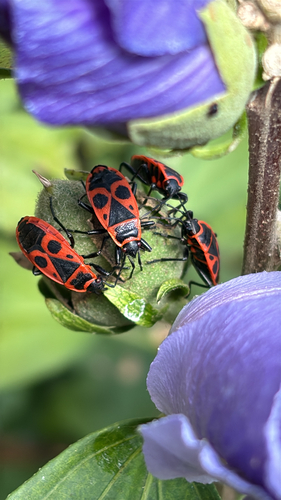 European Firebug