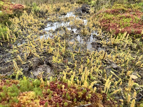 inundated bog clubmoss