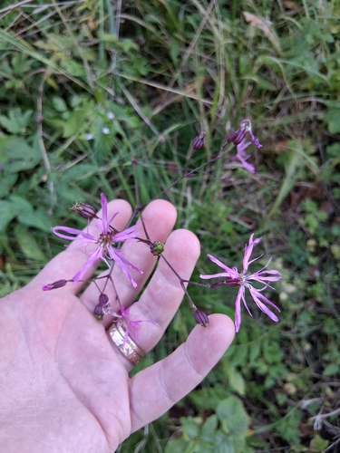 ragged-robin