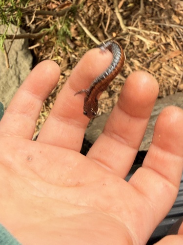Eastern Red-backed Salamander