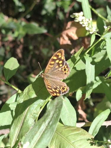 Speckled Wood