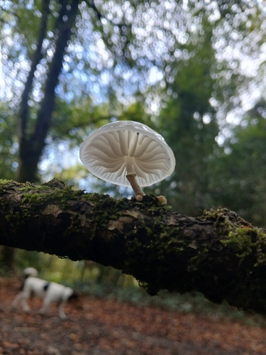 porcelain mushroom