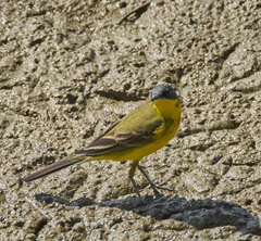 Motacilla flava thunbergi