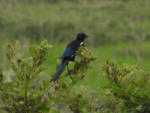 Oriental Magpie