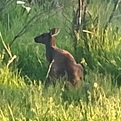 Mainland Western Grey Kangaroo