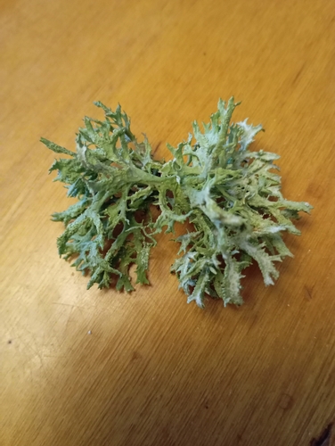 Oakmoss