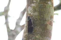 Formotosena seebohmi