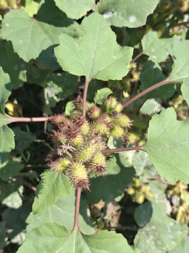 rough cocklebur