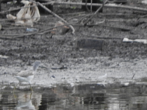 Common Greenshank