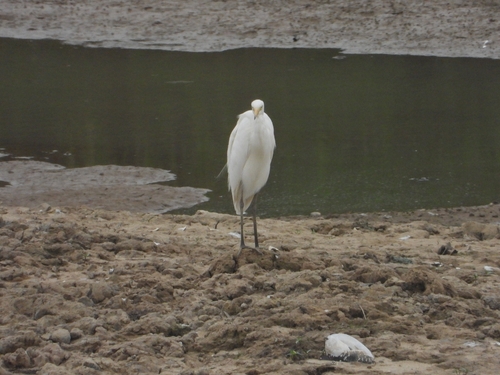 Medium Egret