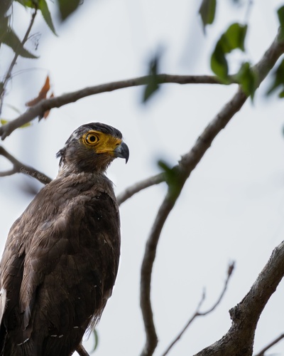 Ceylon Serpent-Eagle