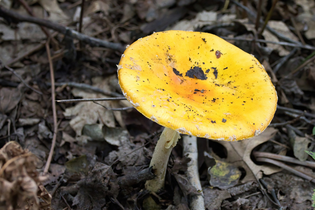 American Yellow Fly Agaric · September 2026 · photo: Photo: (c) Lauren McLaurin, some rights reserved (CC BY) · iNaturalist
