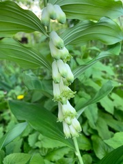 Polygonatum × hybridum