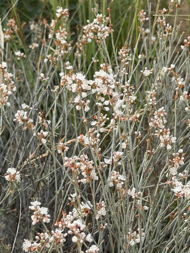 Eriogonum wrightii, photograph 4