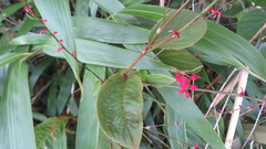 Persicaria filiformis, photograph (c) yajapin, some rights reserved (CC BY)