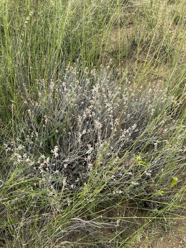 Eriogonum wrightii, photograph 6