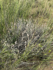 Eriogonum wrightii, photograph (c) CK2AZ, some rights reserved (CC BY)