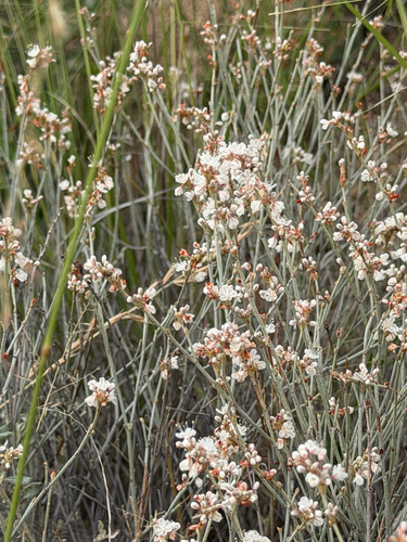 Eriogonum wrightii, photograph 3