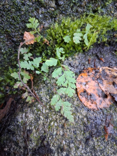 Common Lady Fern