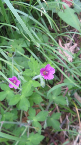 Geranium thunbergii