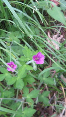 Geranium thunbergii