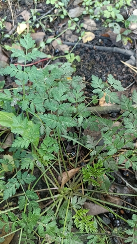 upright hedge-parsley