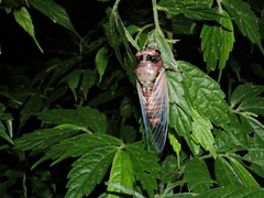 Cryptotympana holsti