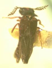 Mastinocerus