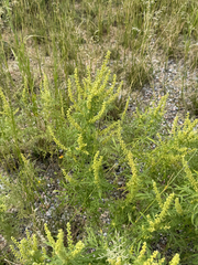 Ambrosia confertiflora, photograph (c) CK2AZ, some rights reserved (CC BY)