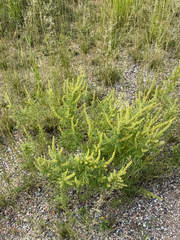 Ambrosia confertiflora, photograph (c) CK2AZ, some rights reserved (CC BY)