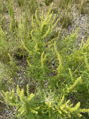 Ambrosia confertiflora