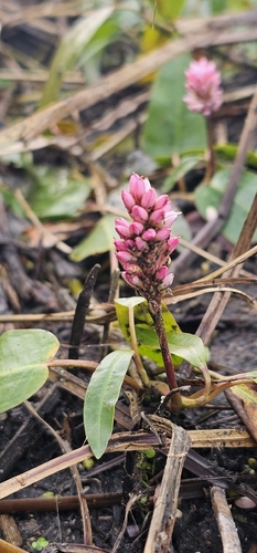 water smartweed