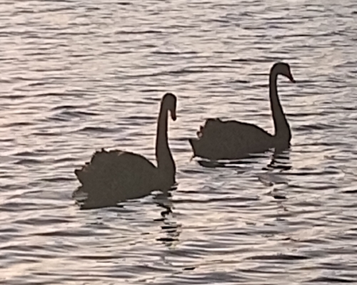 Black Swan