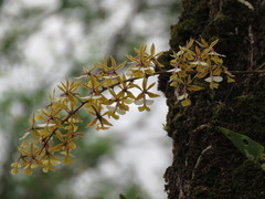 Epidendrum stamfordianum image