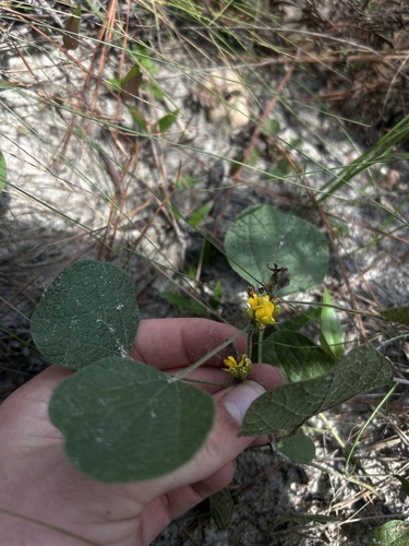 Rhynchosia reniformis, photograph 1