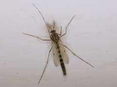 Chironomus plumosus