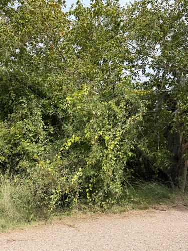 Vitis arizonica, photograph 2