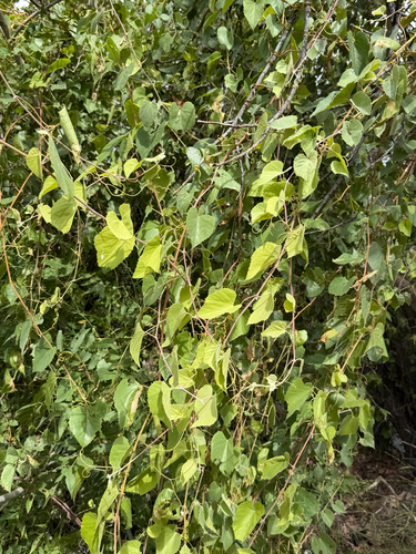 Vitis arizonica, photograph 1
