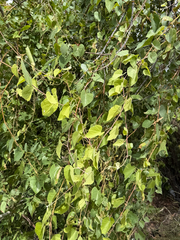 Vitis arizonica