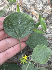 Rhynchosia reniformis, photograph (c) Justin Donahue, some rights reserved (CC BY)