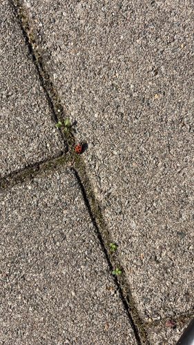 European Firebug