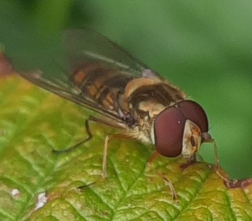 Marmalade Hover Fly