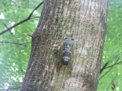 Platylomia bivocalis