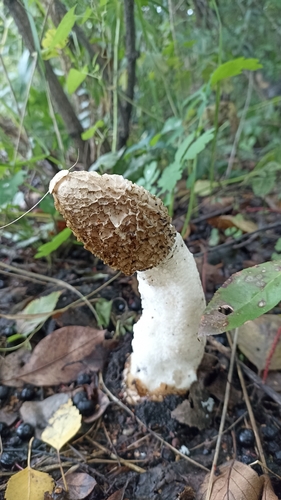 common stinkhorn