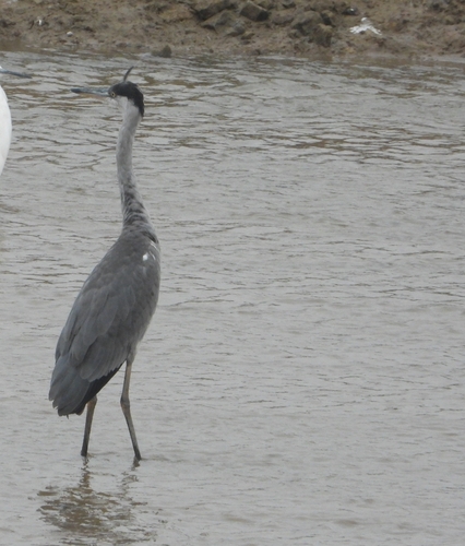 Grey Heron